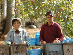 りんごの収穫をする農家の人々